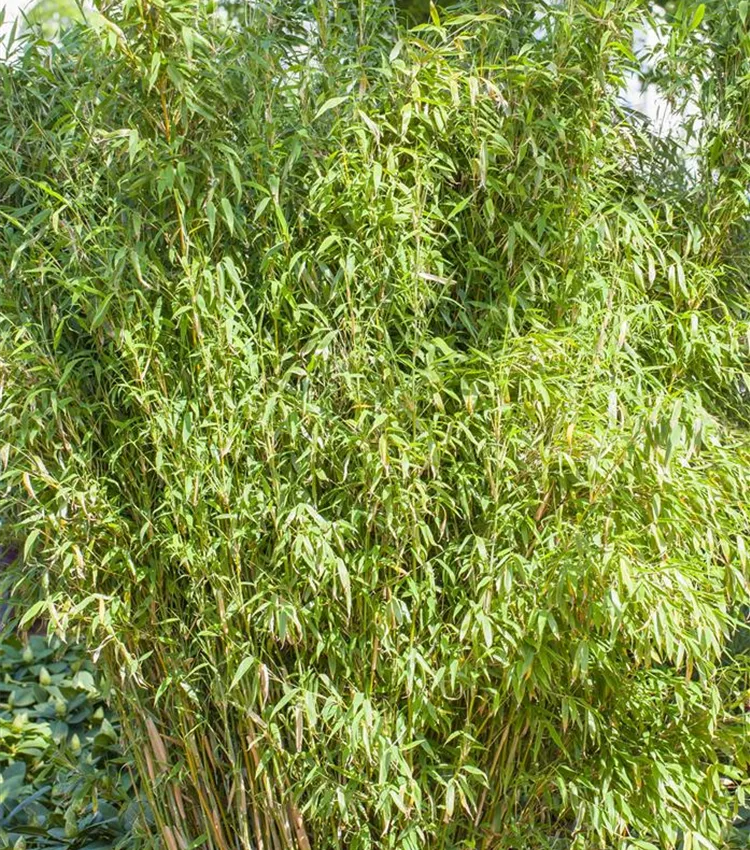kunstpflanzen profi Künstliche Wiesenblumen - Jade main image 0