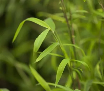 Fargesia nitida