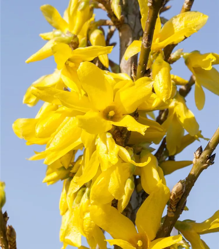 Mimosa de Paris 'Week End'