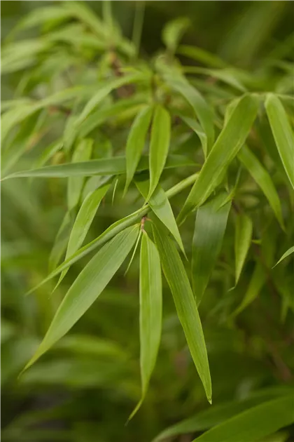 dracaena limelight Neon Cane Bush: Limelight Dracaena - 8