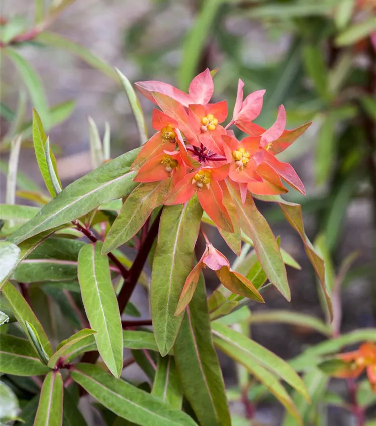 Garten-Wolfsmilch 'Fireglow'