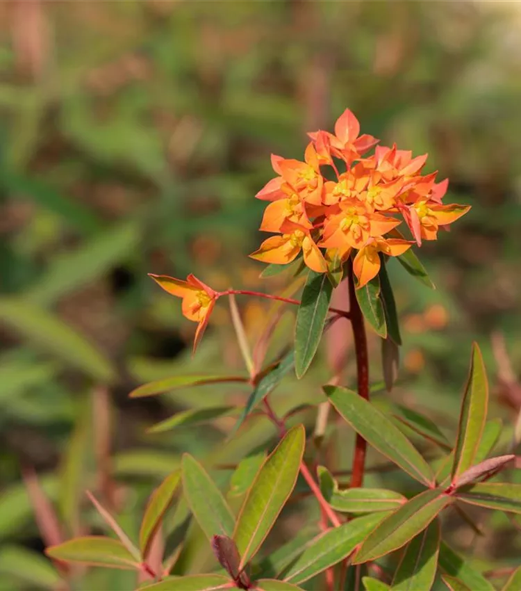 Garten-Wolfsmilch 'Fireglow'