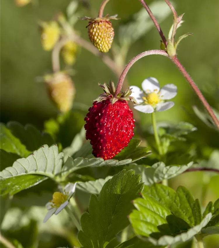 Fraisier