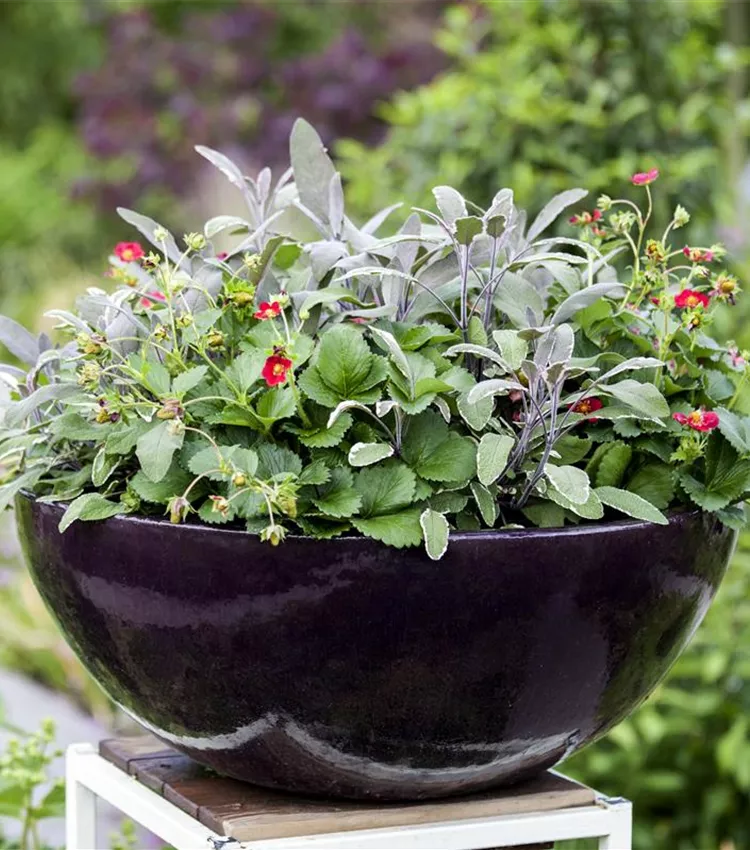 Sauge officinale 'Tricolor'
