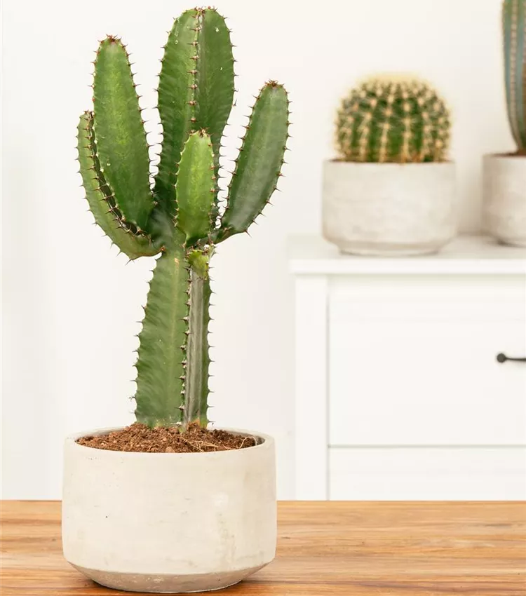 Euphorbia ingens, Sulenkaktus | RICOTER Erdaufbereitung AG