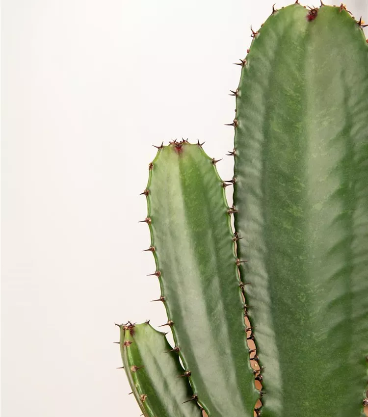 Euphorbia ingens, Sulenkaktus | RICOTER Erdaufbereitung AG