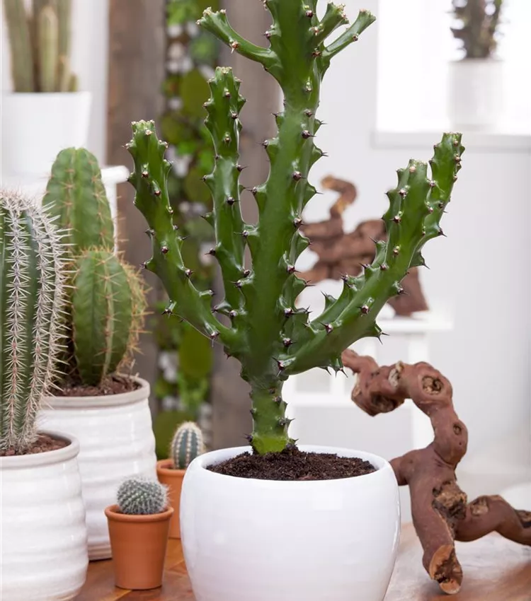 Euphorbia lactea | RICOTER Erdaufbereitung AG