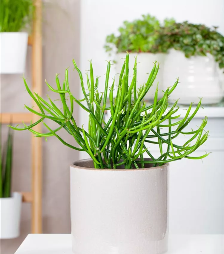Euphorbia phosphorea, Wolfsmilch | RICOTER Erdaufbereitung AG