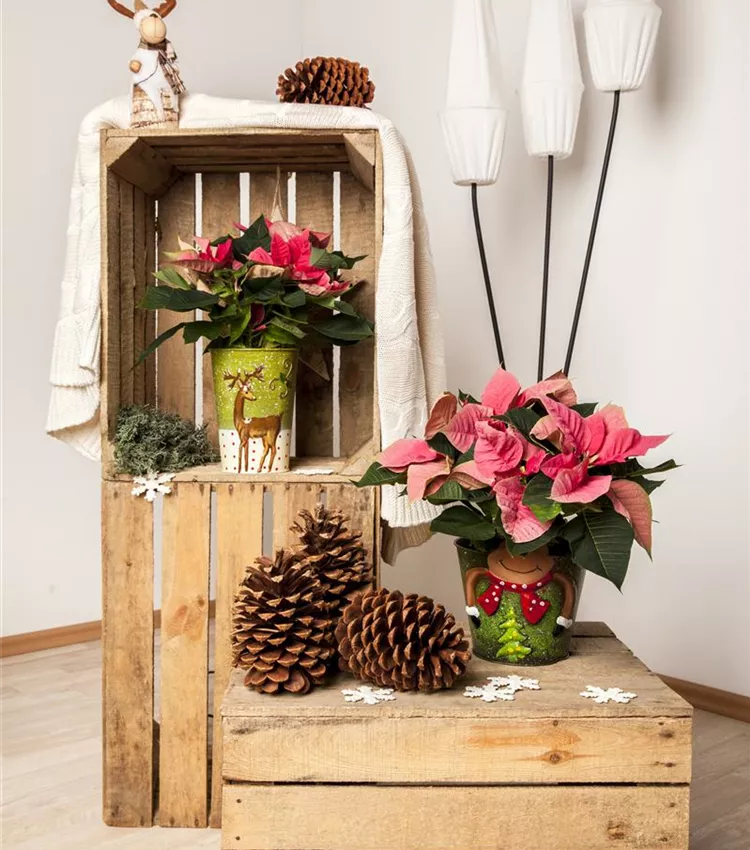 Weihnachtsstern