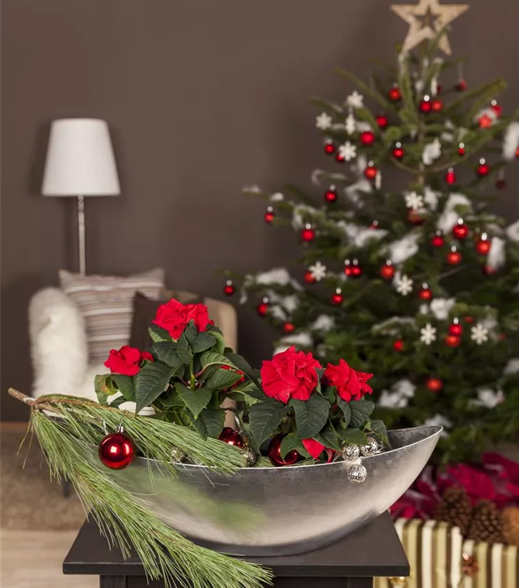 Weihnachtsstern