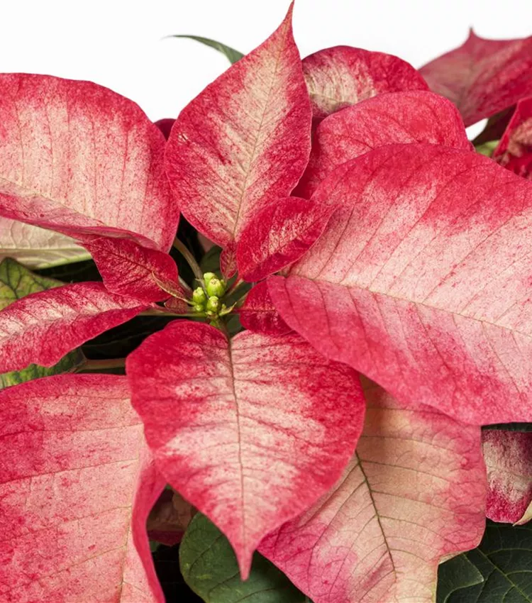 Weihnachtsstern 'Christmas Beauty Princess' Weihnachtsstern 'Christmas Beauty Princess'