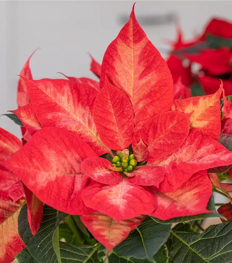 Weihnachtsstern 'Christmas Beauty Princess' Weihnachtsstern 'Christmas Beauty Princess'