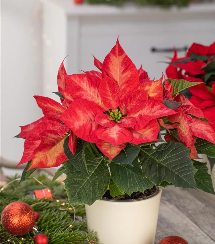 Weihnachtsstern 'Christmas Beauty Princess' Weihnachtsstern 'Christmas Beauty Princess'