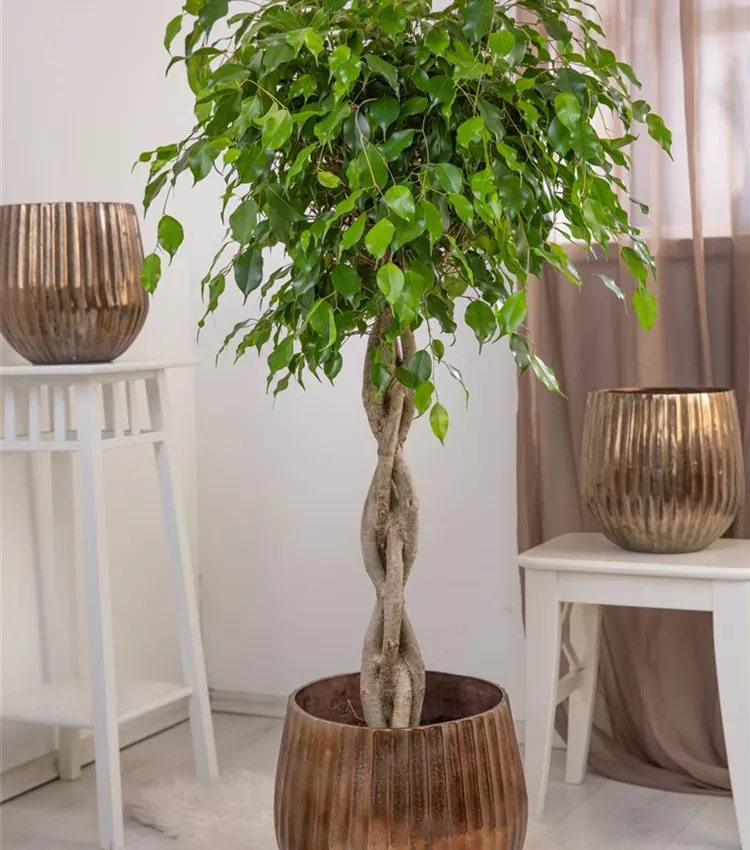 Birken-Feige 'Exotica'