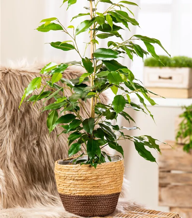 Birken-Feige 'Exotica'