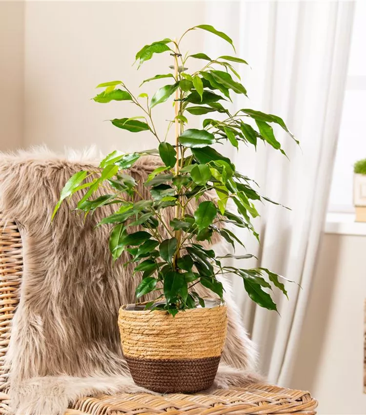 Birken-Feige 'Exotica'