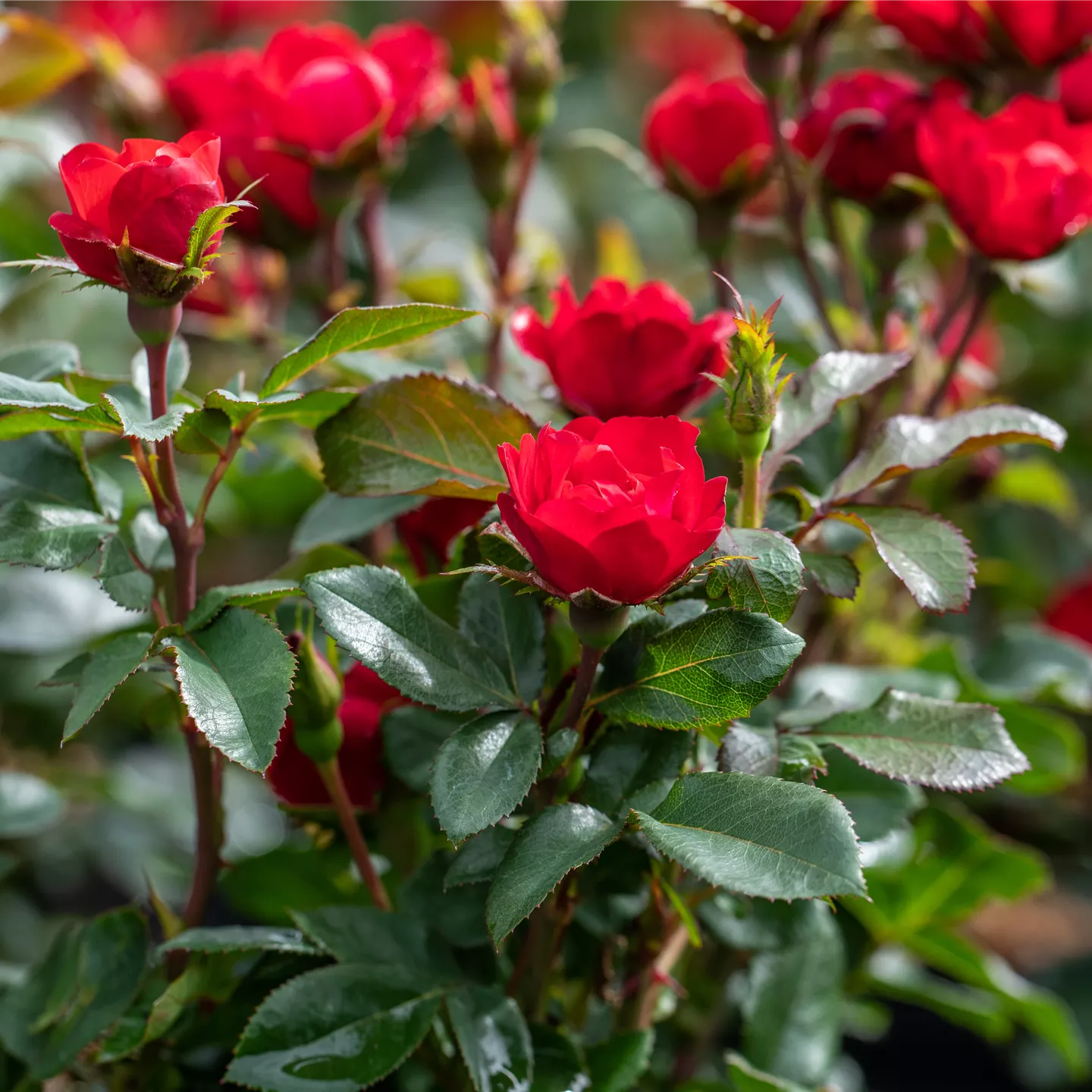 Rosenerde sorgt für kräftige Rosen