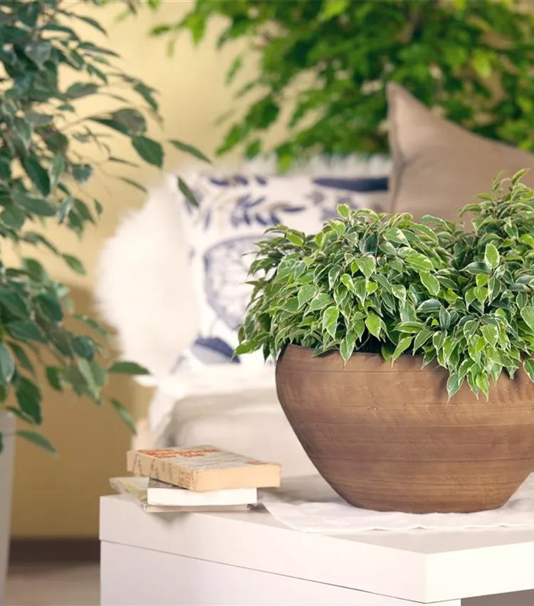Ficus benjamina 'Kinky', Birken-Feige 'Kinky' | RICOTER Erdaufbereitung AG