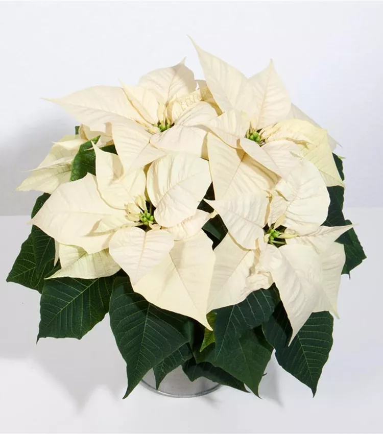 alocasia jacklyn variegata Alocasia Jacklyn 'Aurea Variegated – BanrakTonmai Garden Thailand