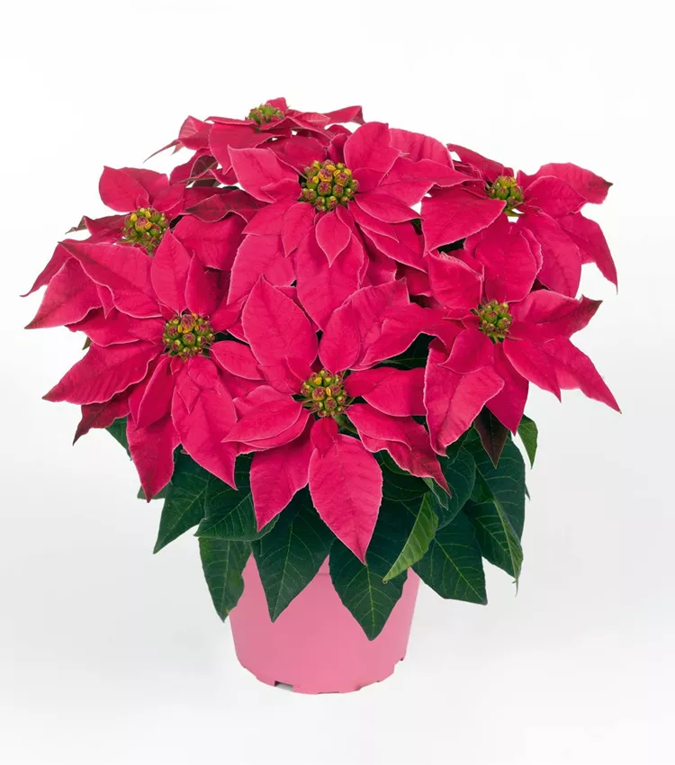 Euphorbia pulcherrima 'Princettia Dark Pink', Herbststern | RICOTER  Erdaufbereitung AG