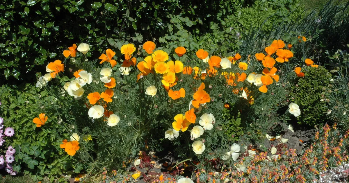Eschscholzia californica, Pavot de Californie | RICOTER