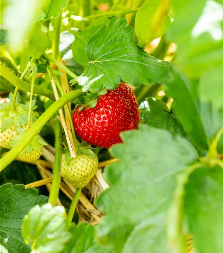 Erdbeere 'Sonsation'