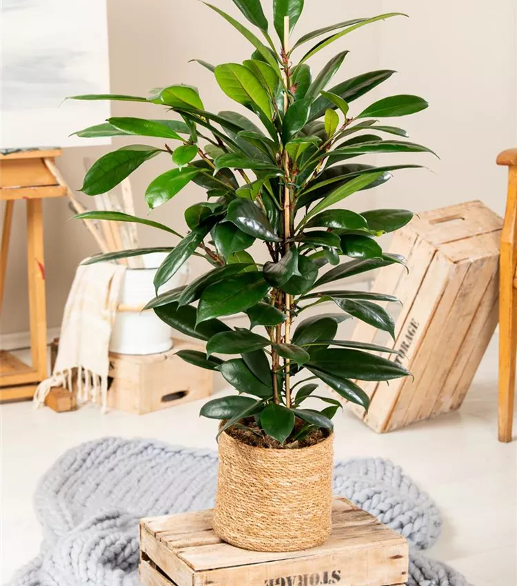 monstera delicioza Monstera deliciosa 'Thai Constellation' – The Plant Lady SF