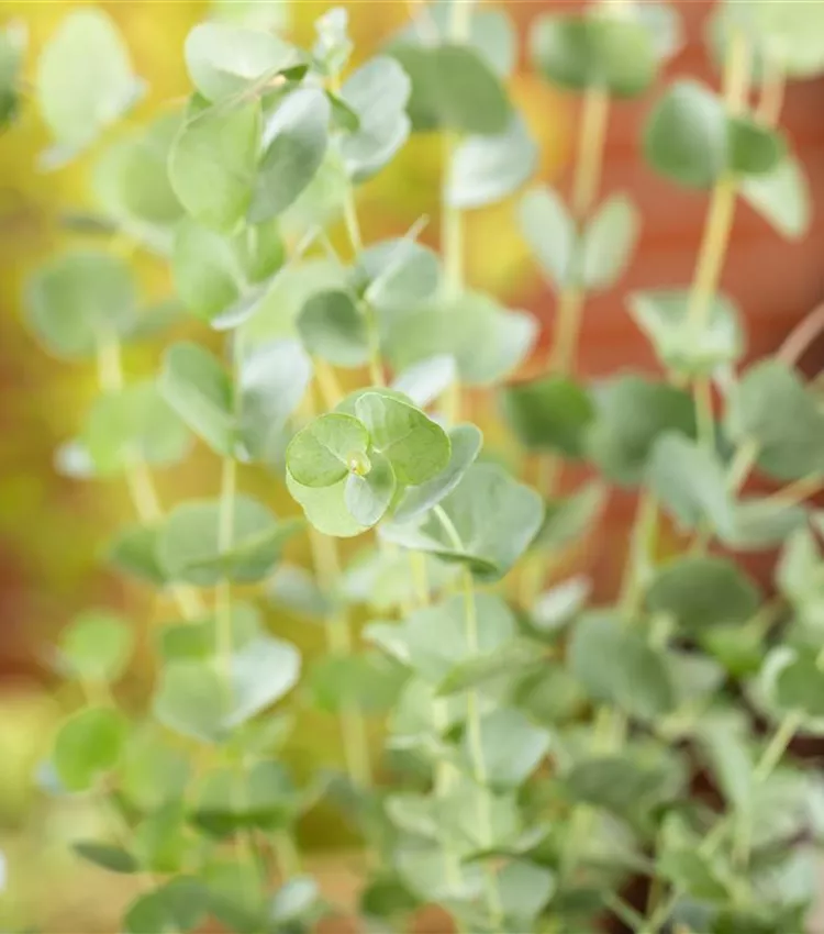 Gommier 'Azura' Gommier 'Azura'