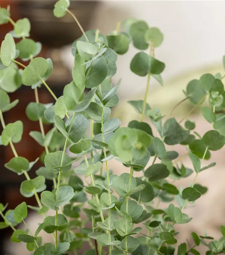 Gommier 'Azura' Gommier 'Azura'