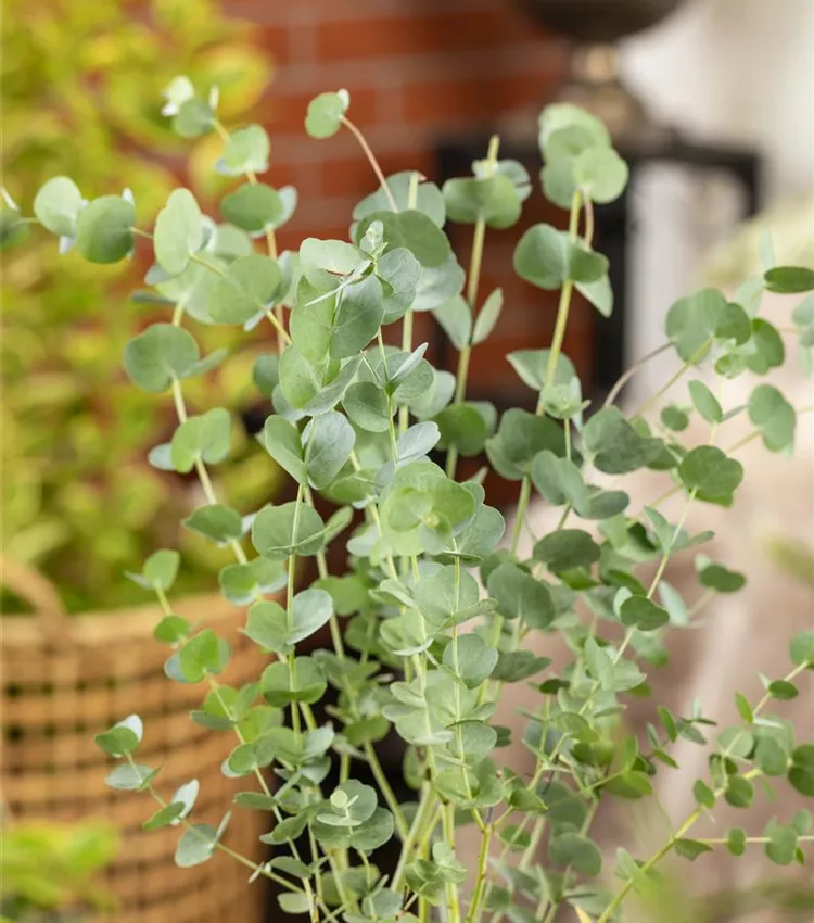 Gommier 'Azura' Gommier 'Azura'