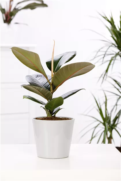 philodendron monstera minima Philodendron Mini Monstera Minima main image 1