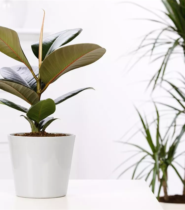 Ficus elastica, Gummibaum | RICOTER Erdaufbereitung AG