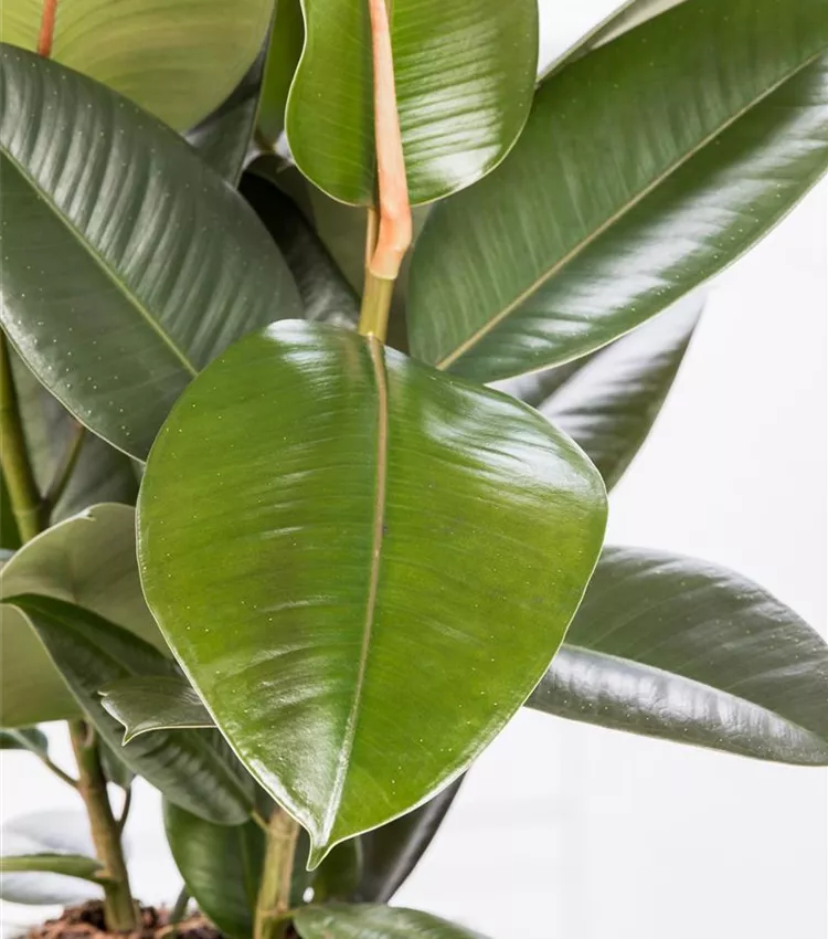 Gummibaum 'Robusta'