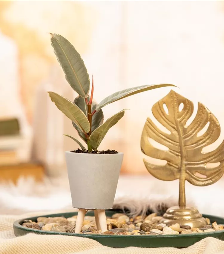 Ficus elastica 'Tineke', Gummibaum 'Tineke' | RICOTER Erdaufbereitung AG
