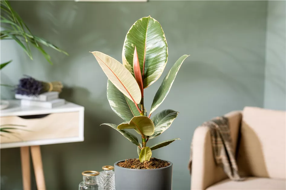 albo dark black monstera Buy Monstera Albo Variegata ~ Variegated Houseplant – AroidHouse main image 1
