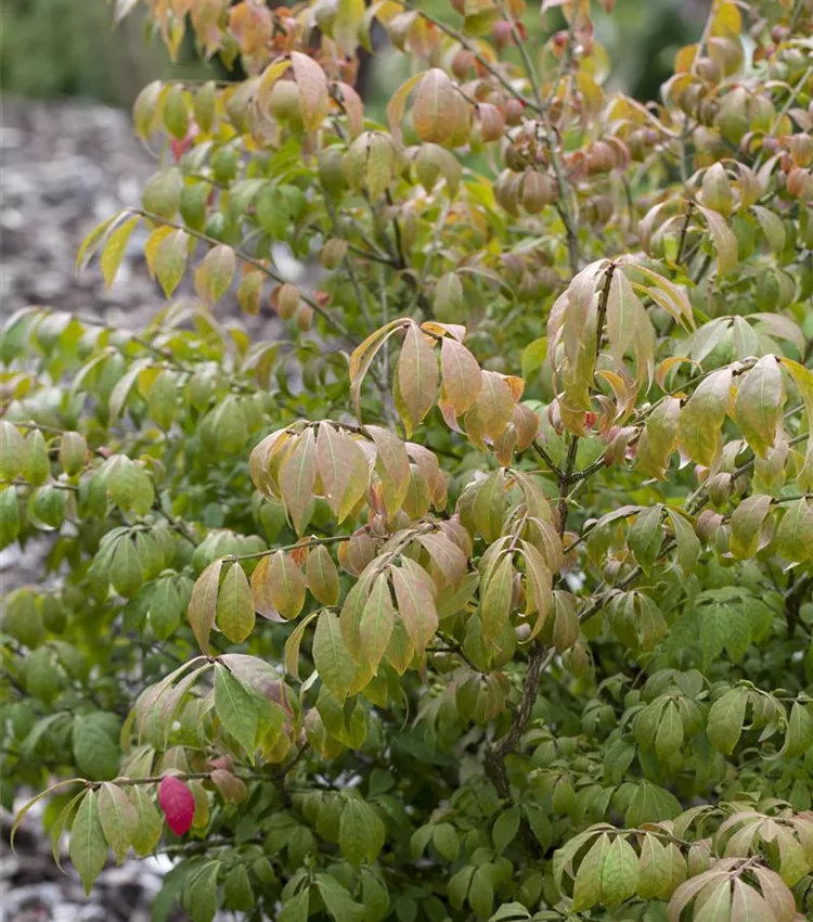 Fusain de Corée 'Compactus'