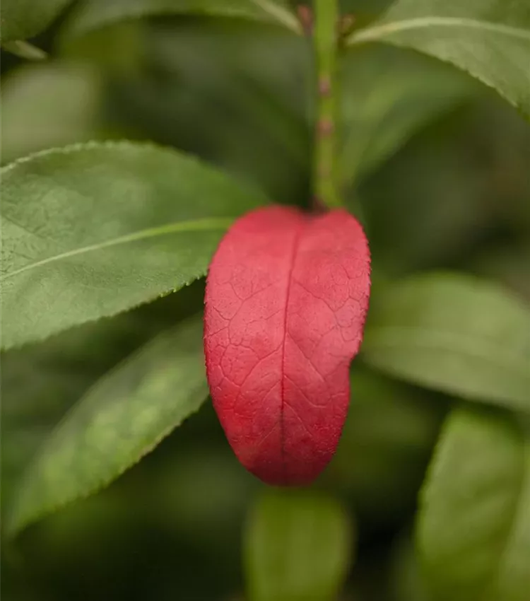 Fusain de Corée 'Compactus'