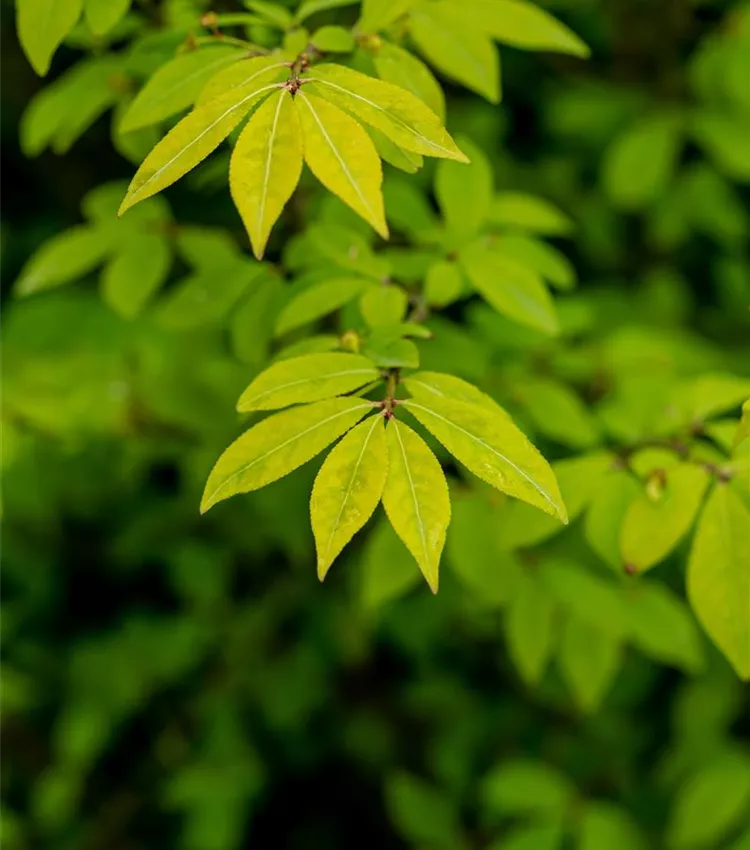 Fusain de Corée 'Compactus'