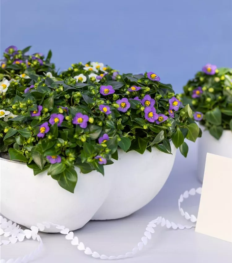 Exacum affine, Blaues Lieschen | RICOTER Erdaufbereitung AG