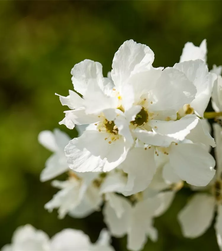 Buisson de perles 'Magical Springtime'