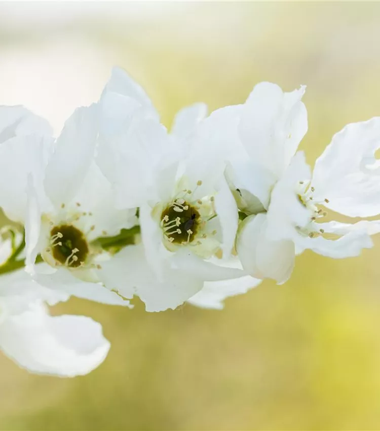 Buisson de perles 'Magical Springtime'