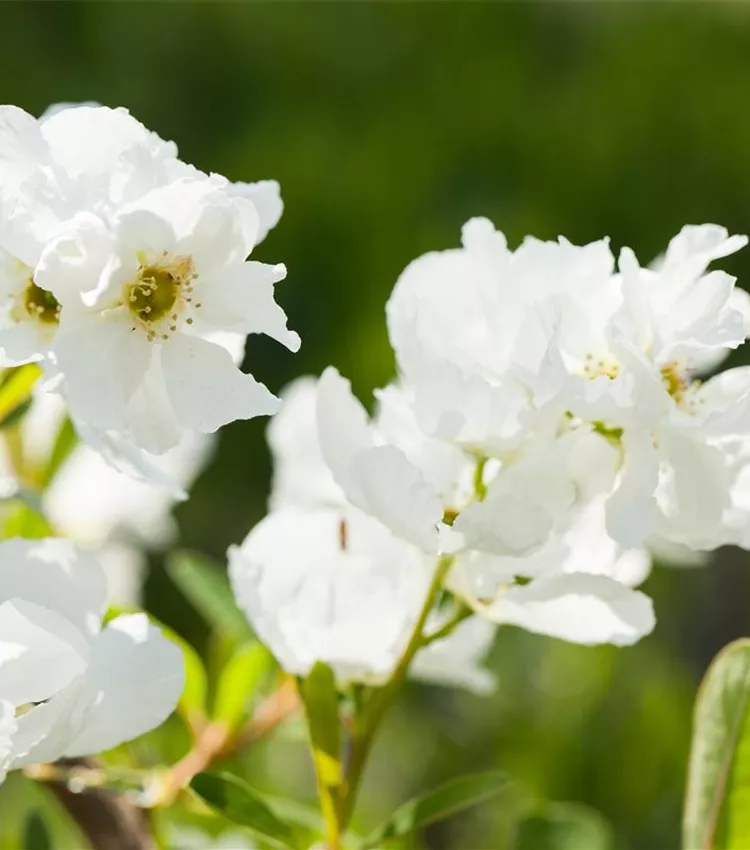 Buisson de perles 'Magical Springtime'
