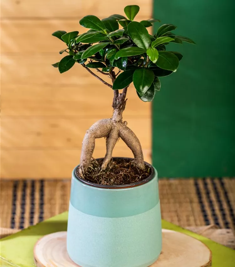 Ficus microcarpa 'Ginseng', Chinesische Feige 'Ginseng' | RICOTER  Erdaufbereitung AG