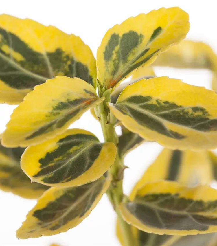 Goldbunte Kriechspindel 'Emerald´n Gold'