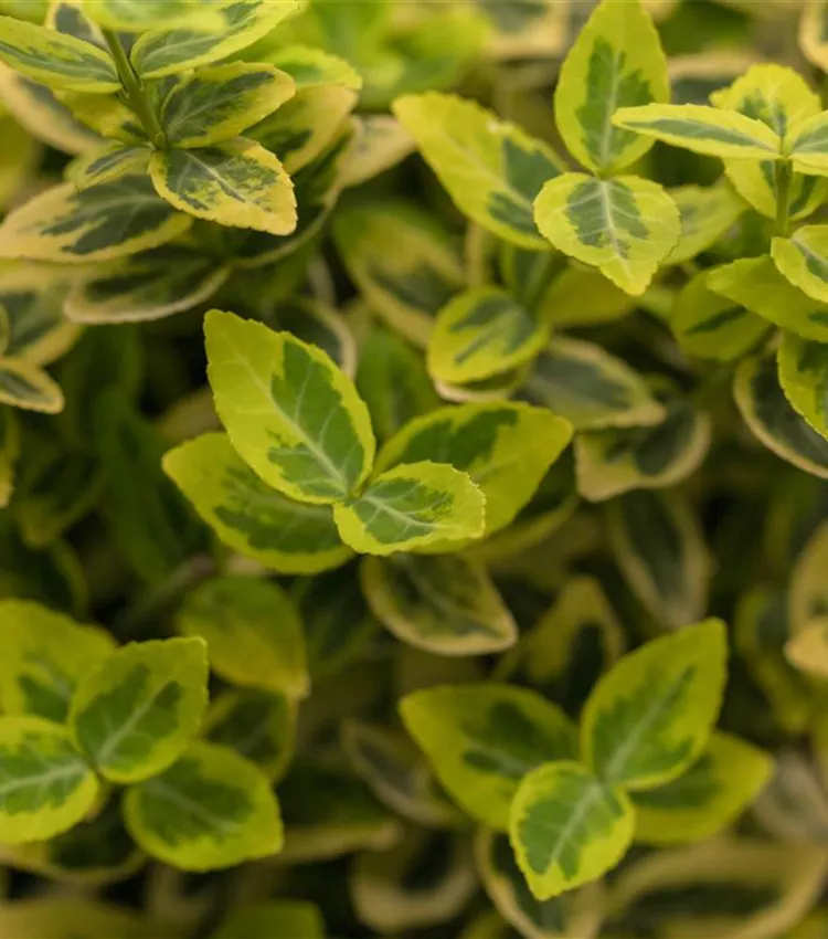 Goldbunte Kriechspindel 'Emerald´n Gold'
