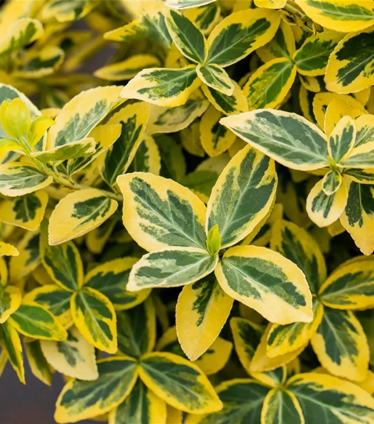 Goldbunte Kriechspindel 'Emerald´n Gold'