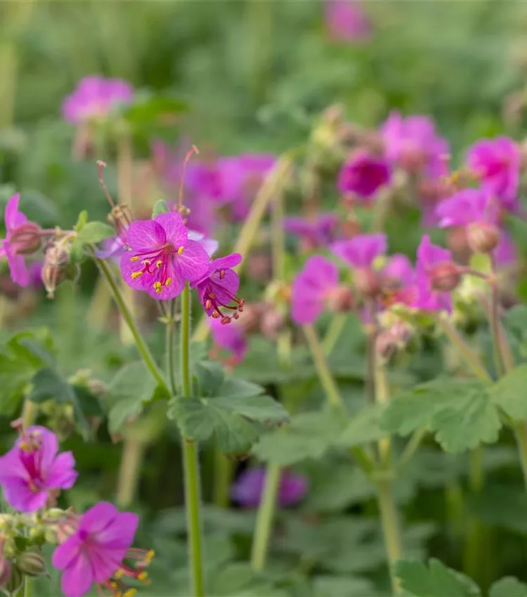 Géranium 'Bevan'