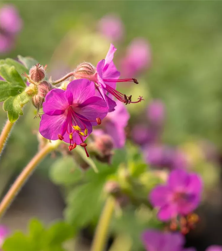 Géranium 'Bevan'