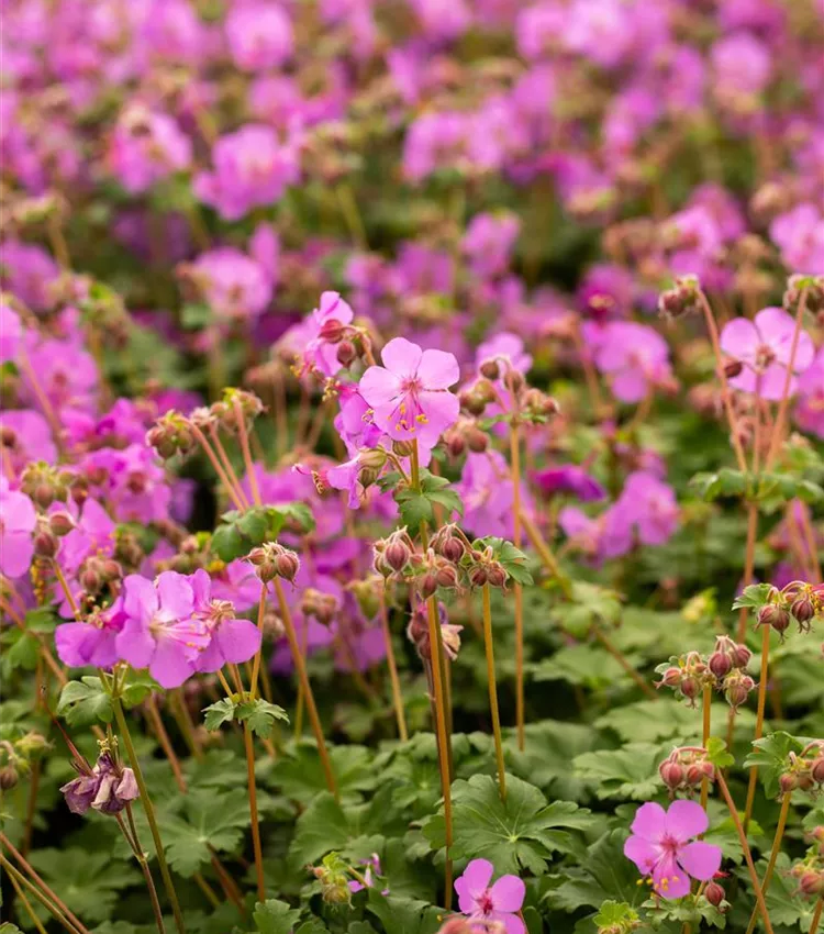 Géranium 'Bevan'