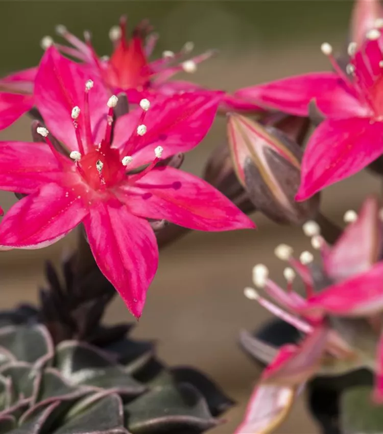 Graptopetalum
